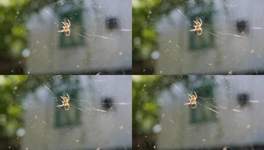 蜘蛛在网上吃它的猎物在阳光，蜘蛛捕捉昆虫在蜘蛛网近距离，蜘蛛等待猎物在中心网高清在线视频素材下载