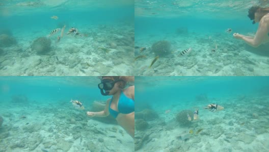 水下:游客在给几条被漂白和破坏的珊瑚礁上的鱼喂食高清在线视频素材下载