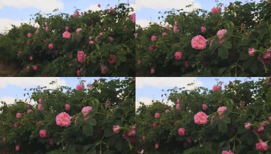 粉红玫瑰大马士革特写高清在线视频素材下载