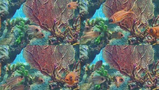 红松鼠鱼在安达曼海聚集。高清在线视频素材下载