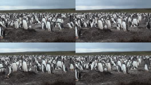 企鹅-麦哲伦和巴布亚高清在线视频素材下载