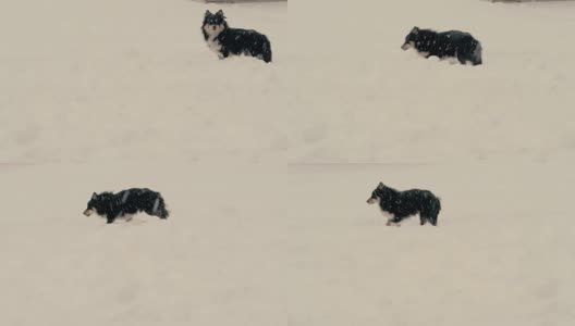 一只流浪的黑狗在冬天独自在街上寻找食物高清在线视频素材下载