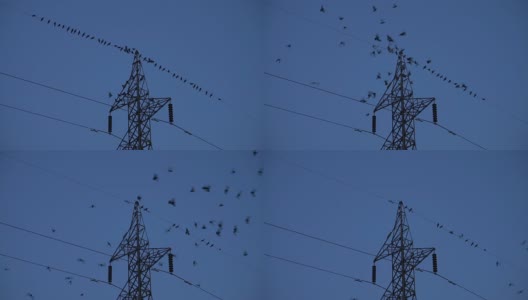 一群乌鸦在飞翔高清在线视频素材下载