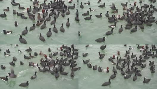 海鸟在水里。鸭子在海里游泳。高清在线视频素材下载