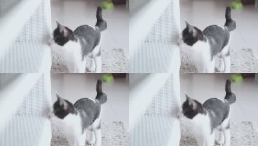 黑色和白色的小猫跳跃和隐藏在玻璃桌面下高清在线视频素材下载