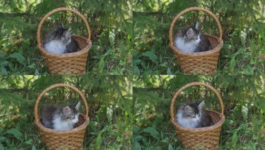 篮子里的西伯利亚小猫高清在线视频素材下载