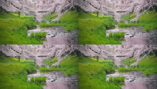 日本东京立川公园美丽的樱花高清在线视频素材下载