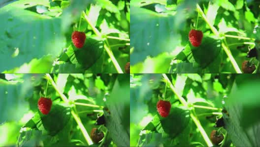 树莓-花园里新鲜的成熟和未成熟的树莓-马林高清在线视频素材下载