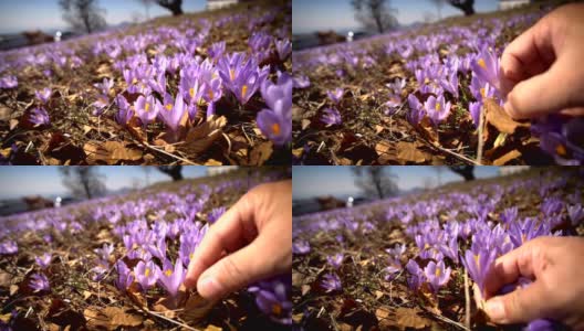 手从草地上摘下一朵紫色的番红花高清在线视频素材下载