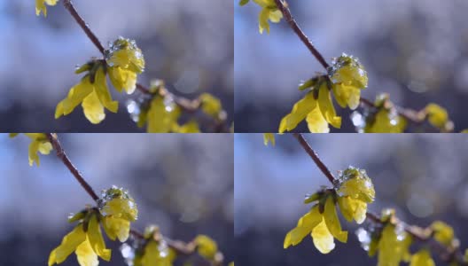黄花上覆盖着一层雪高清在线视频素材下载