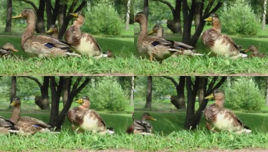 草地上的一只野鸭。高清在线视频素材下载