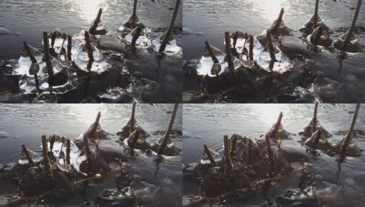 芬兰，当湖面开始结冰时，植物被冰覆盖高清在线视频素材下载