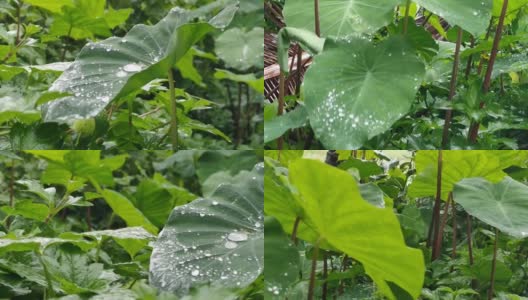 美丽的热带降雨在松果树叶上高清在线视频素材下载