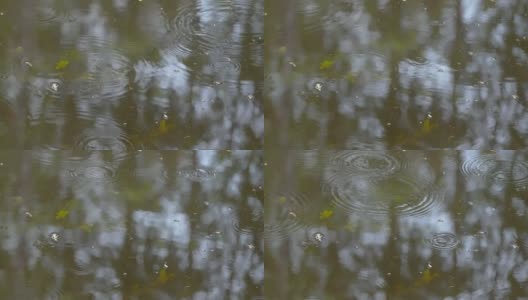 爱沙尼亚，池塘上的小飞虫高清在线视频素材下载
