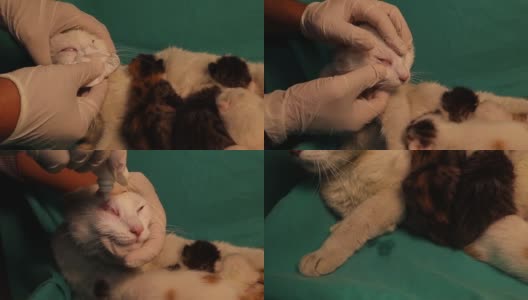 治疗一只患有严重呼吸道感染的猫。兽医在病人照顾小猫时将药物滴入病人的眼睛和鼻孔，以便尽可能地缓解压力高清在线视频素材下载