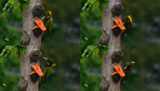 啄木鸟一种大的黄颈啄木鸟(黄颈啄木鸟黄颈啄木鸟)，以树枝为食高清在线视频素材下载