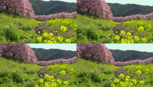 下嘉摩河边盛开的川崎樱花树和油菜花高清在线视频素材下载