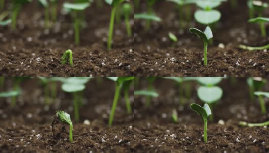 温室农业中植物生长时间、芽的萌发高清在线视频素材下载