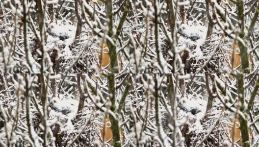 渡鸦冬天在大雪中筑巢高清在线视频素材下载