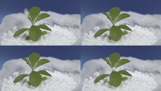 绿叶植物生长在白色的聚苯乙烯泡沫上高清在线视频素材下载