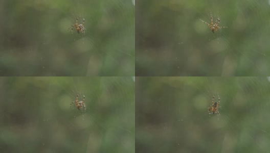 一只蜘蛛吃一只虫子，然后做出防御姿势来应对威胁高清在线视频素材下载