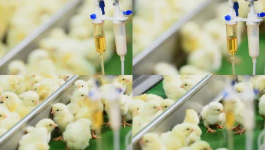 在工厂里检查小鸡高清在线视频素材下载