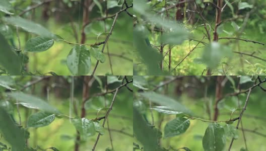 雨在花园里滴落高清在线视频素材下载