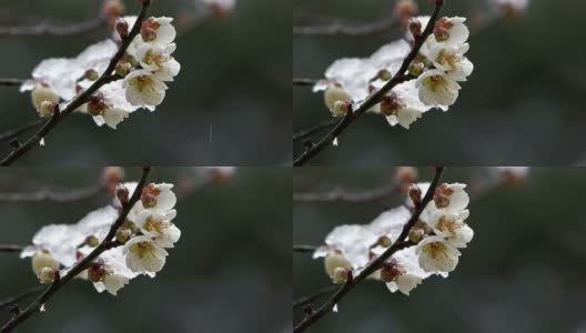 白梅花戴雪，在日本的Oume高清在线视频素材下载