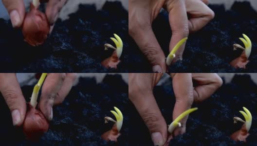Hand planting onion slow motion高清在线视频素材下载