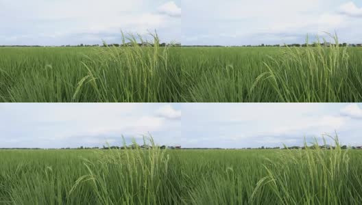 田里的稻穗伴着天空和云朵。高清在线视频素材下载