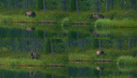 年轻而害怕的棕熊幼崽在沼泽里自由奔跑高清在线视频素材下载