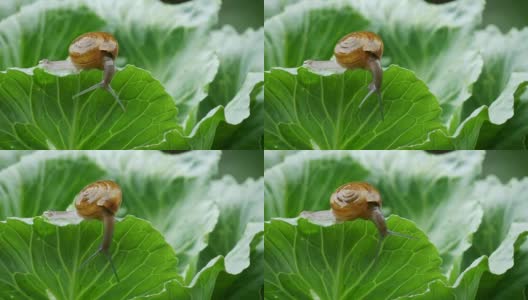 小蜗牛在雨中爬卷心菜叶。高清在线视频素材下载