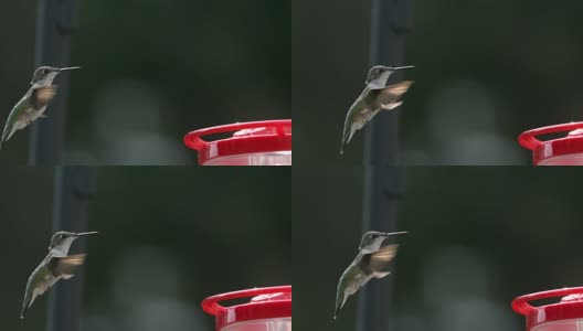 慢镜头蜂鸟飞过鸟类喂食器高清在线视频素材下载