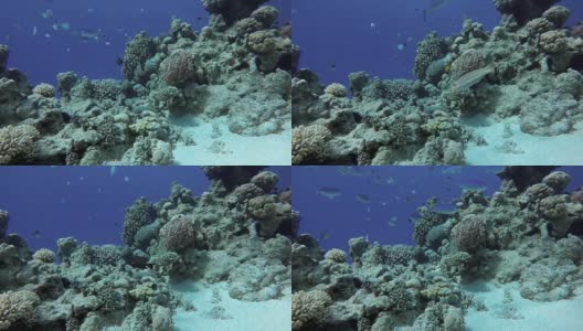 珊瑚礁和美丽的鱼。海洋中的水下生物。高清在线视频素材下载