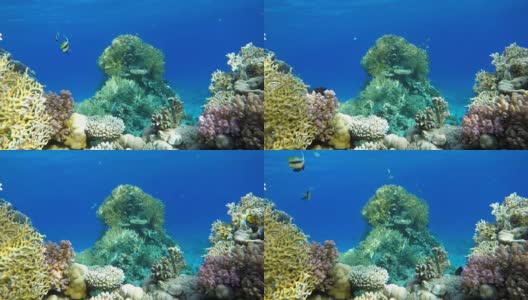 珊瑚礁和美丽的鱼。海洋中的水下生物。高清在线视频素材下载