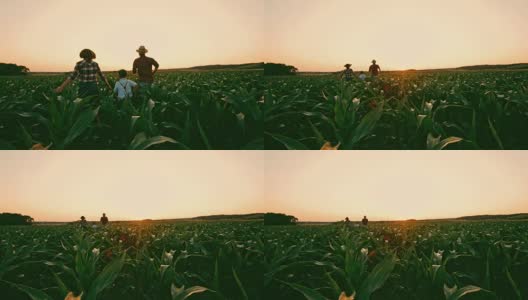 无忧无虑的农民家庭在田园诗般的，农村的玉米田日落，实时高清在线视频素材下载