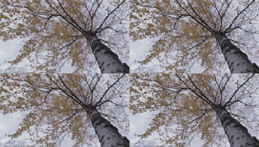 白桦树带着黄叶，运动01高清在线视频素材下载