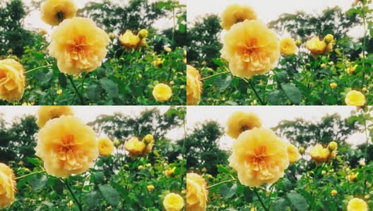 美丽的自然景观与黄色玫瑰花在阳光下的田野。高清在线视频素材下载