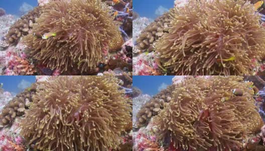 海葵和五颜六色的小丑鱼。马尔代夫。高清在线视频素材下载