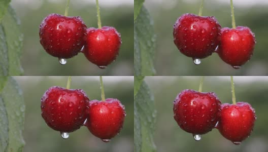 雨后孤独的一对樱桃高清在线视频素材下载