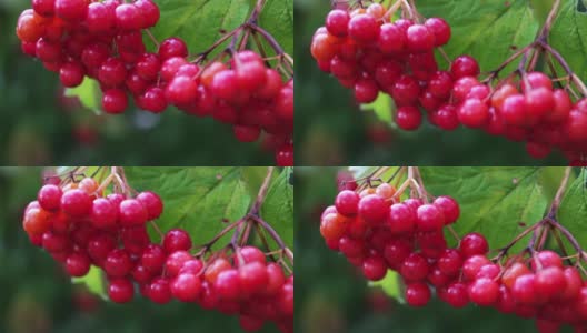 荚蒾成熟的红色浆果特写高清在线视频素材下载