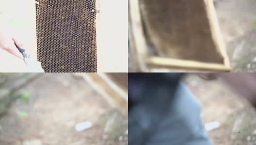 养蜂人从蜂箱中提取蜂蜜高清在线视频素材下载