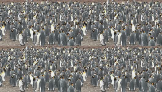 福克兰群岛布拉夫湾的一群帝企鹅高清在线视频素材下载