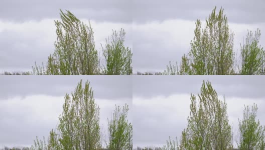 嫩叶的杨树在风中摇摆高清在线视频素材下载