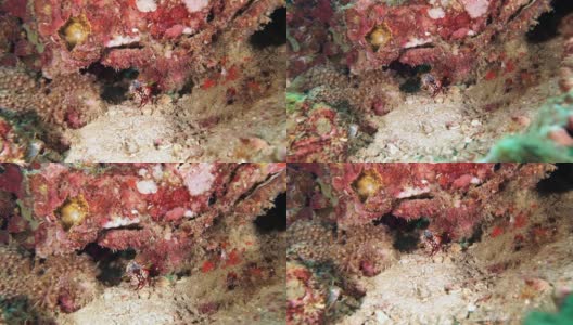 珊瑚礁上的孔雀螳螂虾高清在线视频素材下载