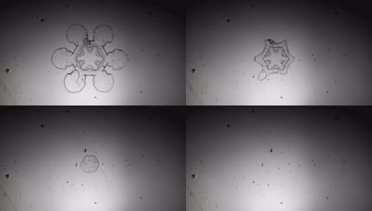 别致的六角形雪花在显微镜下融化。高清在线视频素材下载