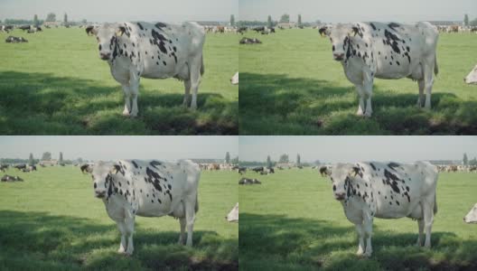 在拥挤的动物农场里单身的白奶牛的长镜头，在她的耳朵上缓慢地挂着一个数字标签作为一个圈养高清在线视频素材下载