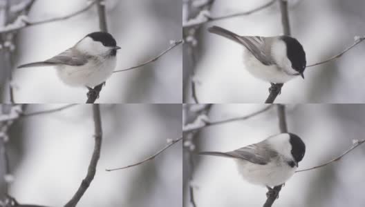 雪上的小鸟山雀畏缩在树枝上高清在线视频素材下载