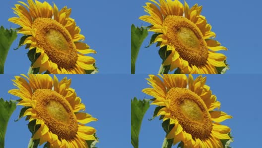 天空背景中一棵黄色的向日葵在风中生长。在阳光明媚的日子里，向日葵在阳光下的特写。高清在线视频素材下载