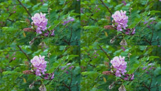 森林里，粉红色的森林花在树枝上摇曳。树上的花很漂亮高清在线视频素材下载